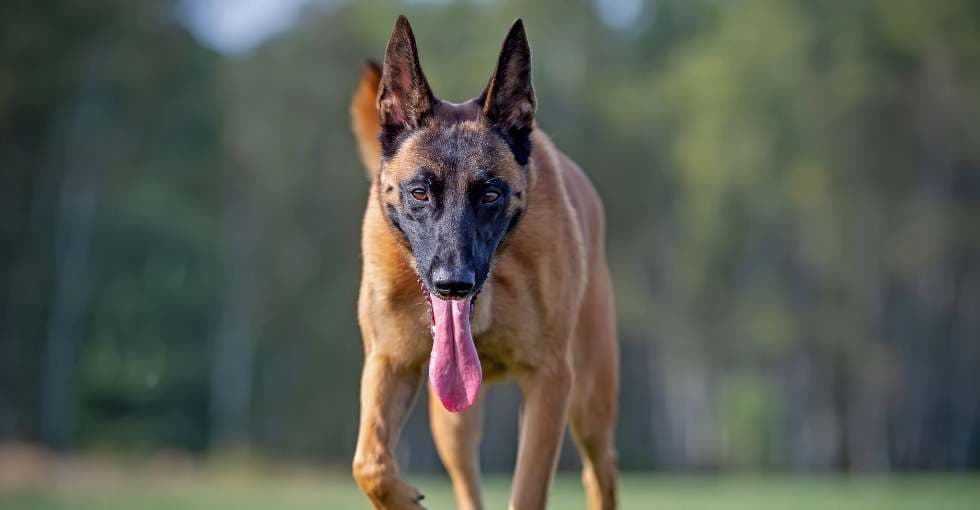 Jeune malinoise visée par tir perd un œil à Agen