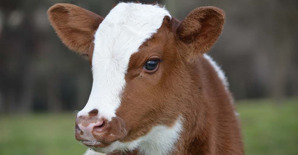 Le veau à six pattes n'ira finalement pas à l'abattoir