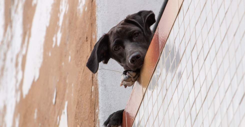 Des chiens, chats et perroquets bloqués depuis 4 jours à Martigues.