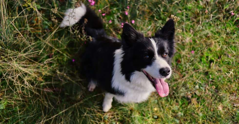 un berger recherche désespérément son chien volé à Paris