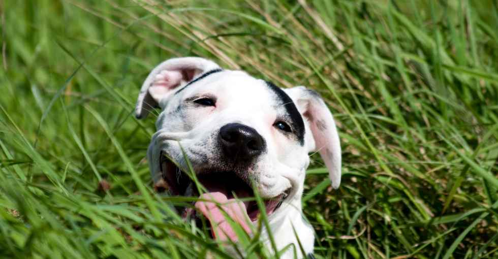 Condamnation avec sursis pour l'abandon d'un chien