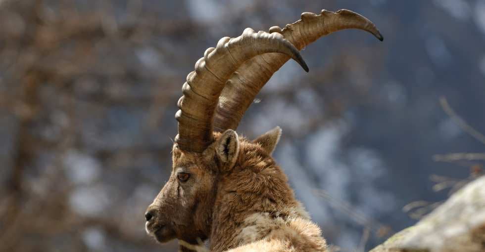 Un bouquetin en sang aperçu en Haute Savoie