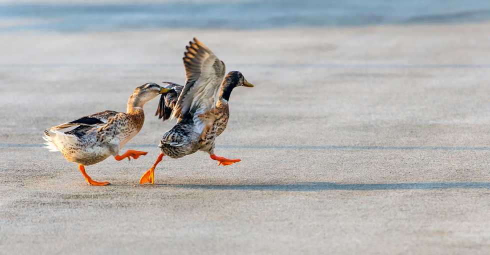 Au moins 18 canards décèdent en raison d'une épidémie de botulisme