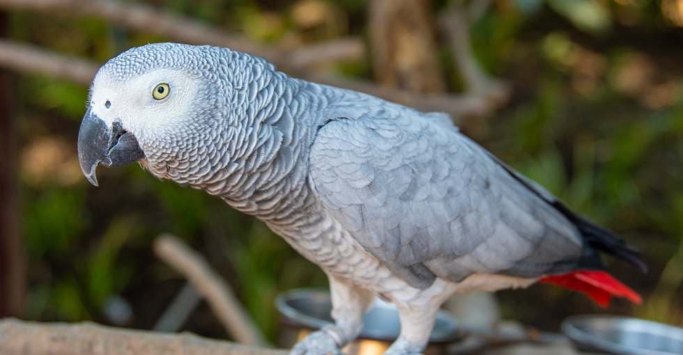 Leboncoin interdit la vente d'animaux sauvages