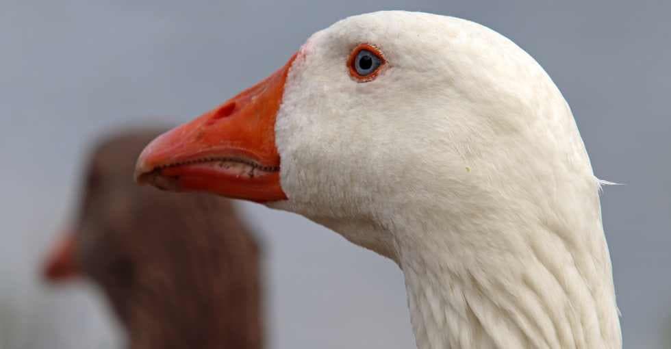 Jeu du cou de l'oie, une tradition cruelle enfin dénoncée