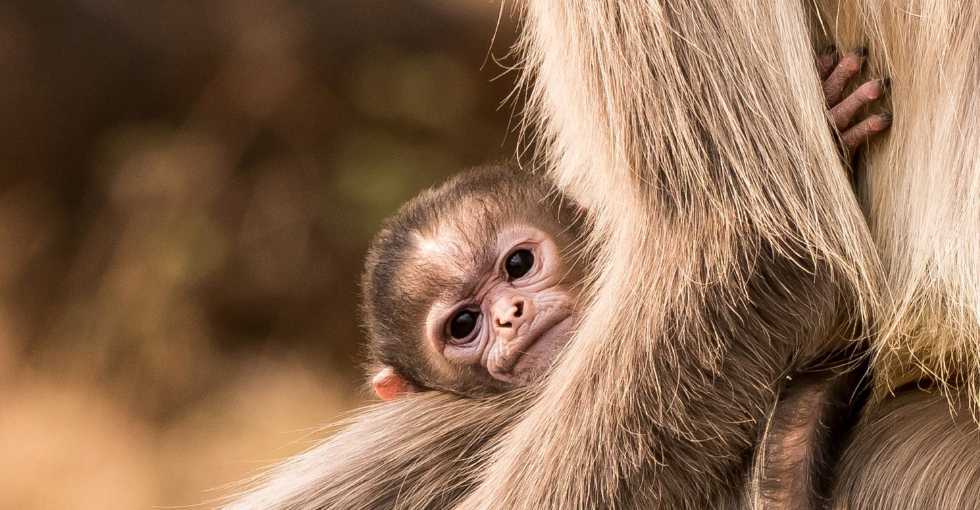 Des centaines de crânes de primates saisis par les douanes