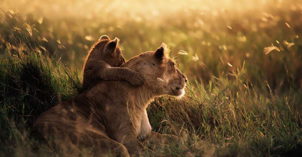 Décès de la lionne Uma, doyenne du zoo de Bâle