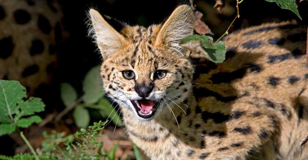 Ce serval a été capturé sur un balcon, la réalité est choquante