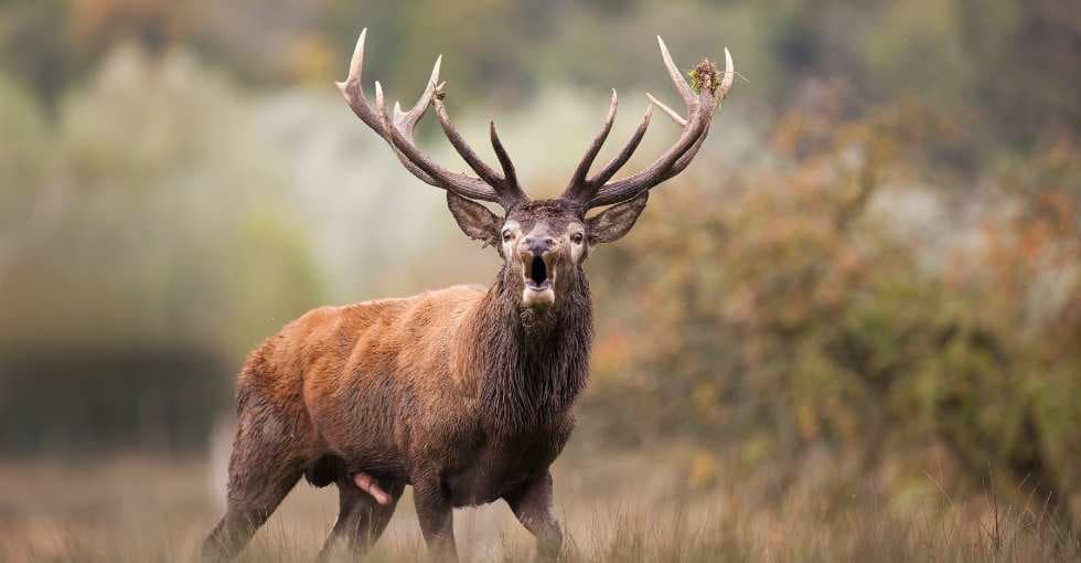 Un cerf traverse une toiture et atterrit dans un garage