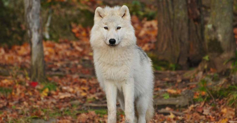 Un homme jugé pour avoir essayé de tuer un loup en voiture