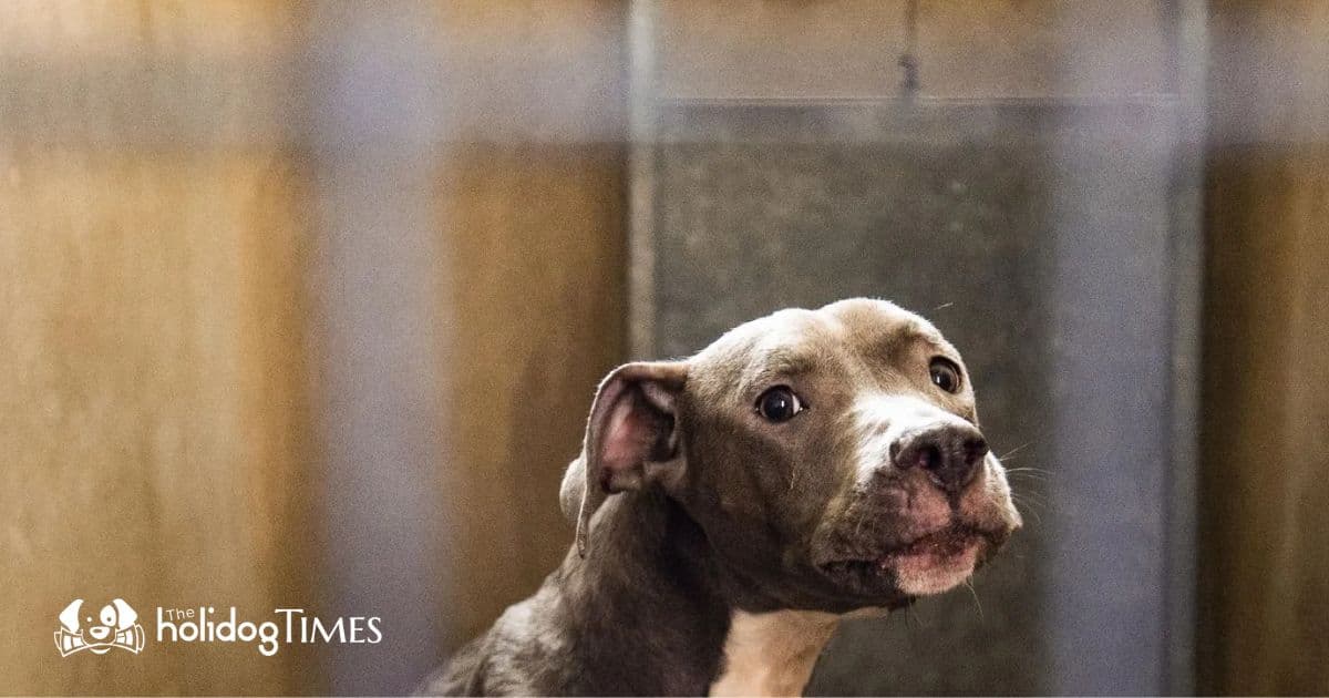 Défi d'Adoption : La Situation des Grands Chiens en Île-de-France