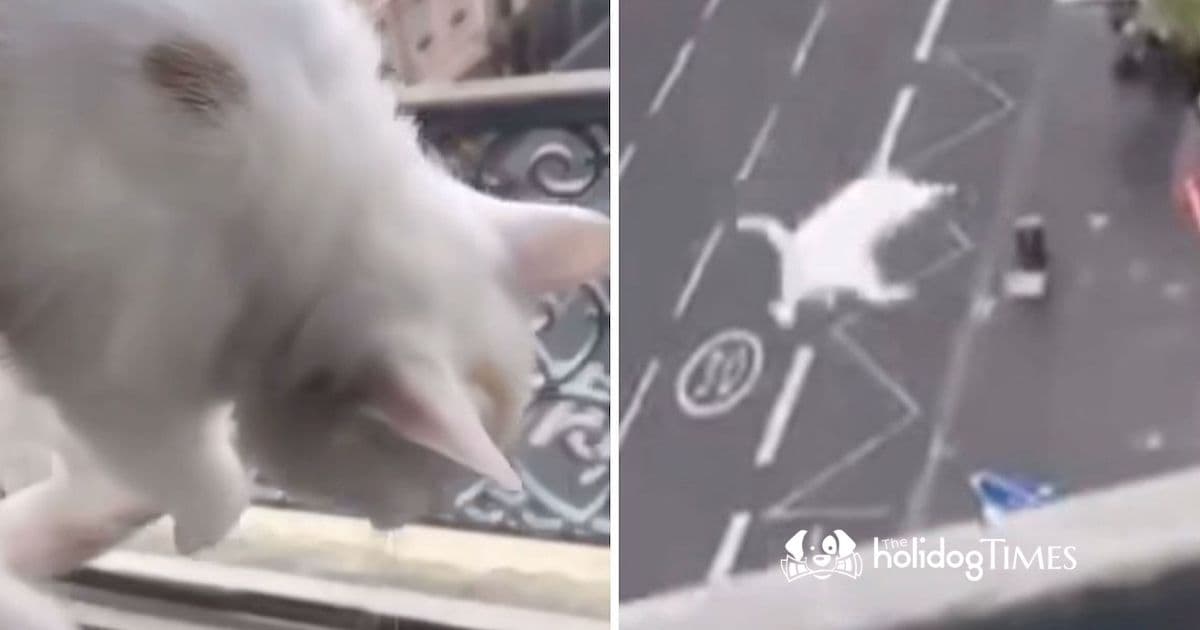 La Rochelle : Un Chat Projeté depuis un Immeuble