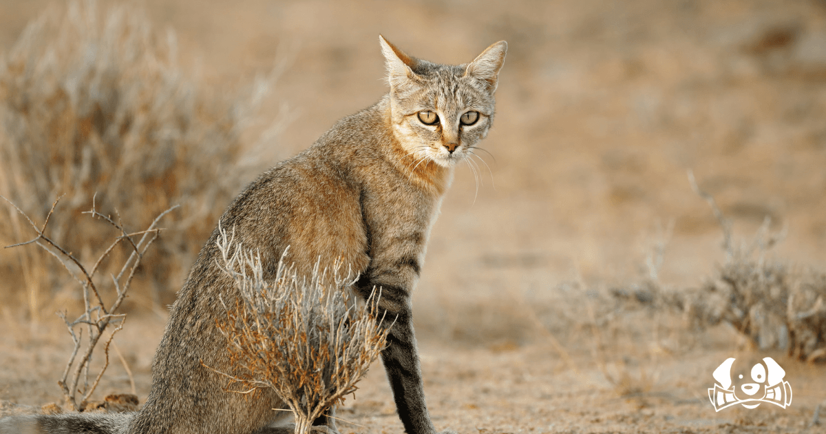 Nouvelle-Zélande : 340 Chats Sauvages Abattus lors d'un Concours de Chasse