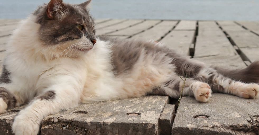 La SNCF finalement condamnée après la mort d'un chat en gare