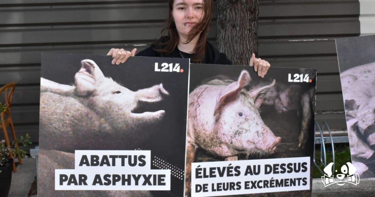 L214 dévoile des images choquantes d'un élevage E.Leclerc