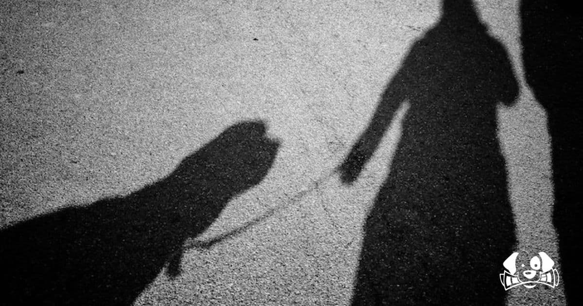 une promeneuse poignardée lors d'une tentative de vol de chien