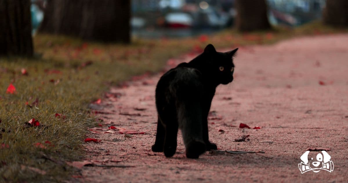 Une jeune femme retrouve son chat perdu après un accident de la route