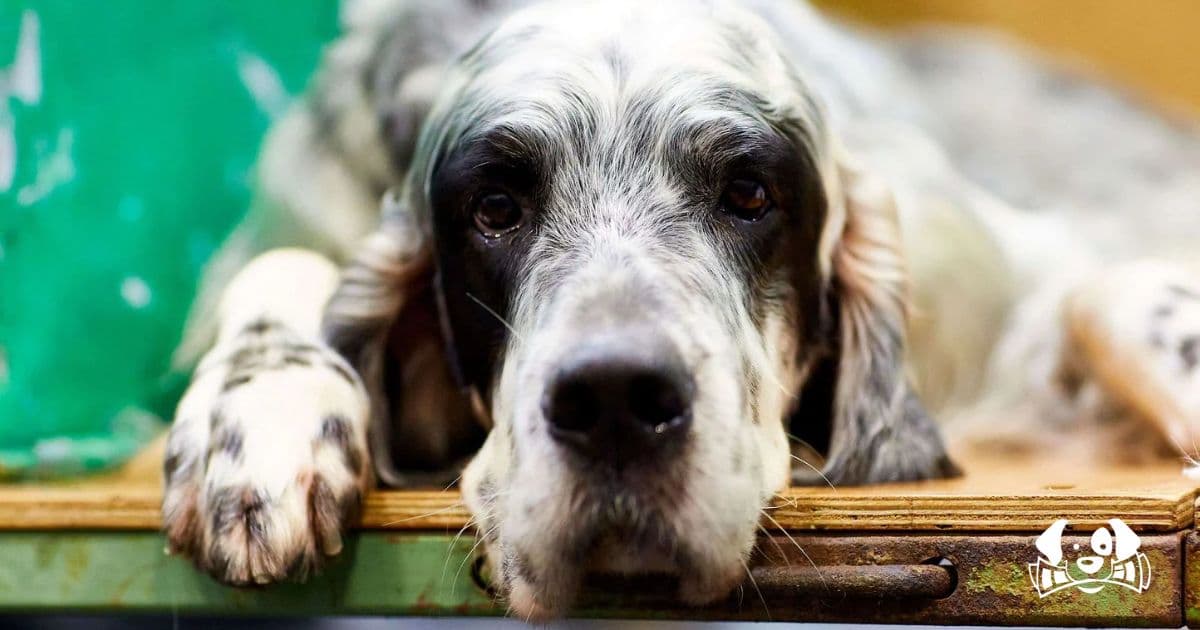 Tragic Story of Animal Cruelty in Tarn-et-Garonne: Police Discovers Dog Murdered, Owner Arrested