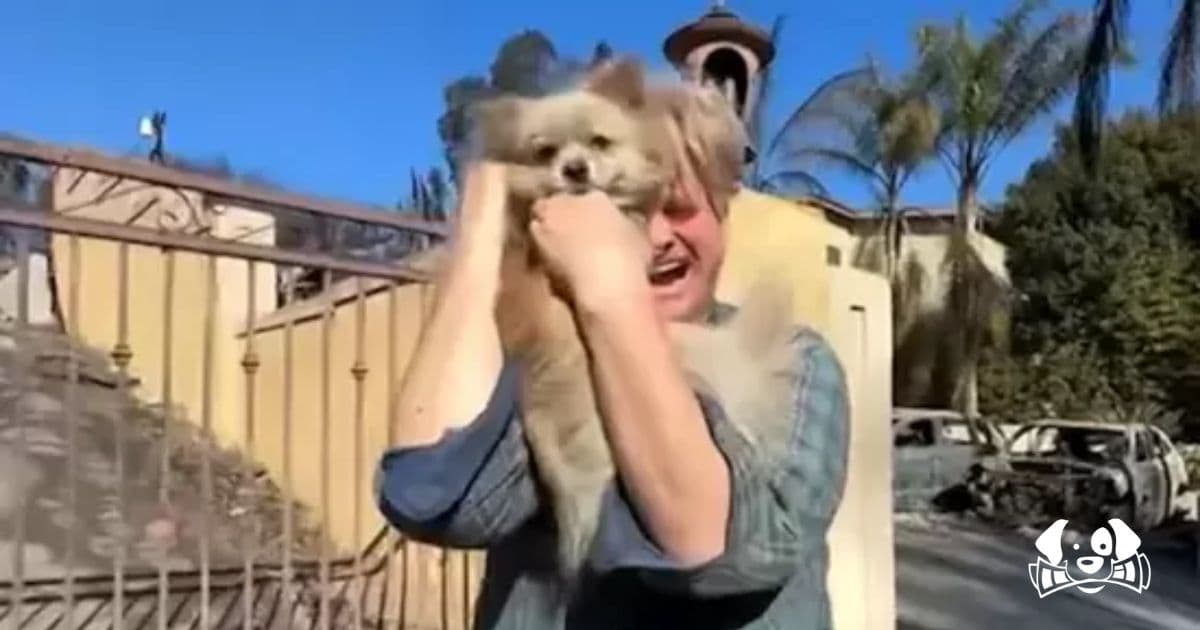 "You're Alive!": Emotional Reunion as Man Finds Dog Lost in Los Angeles Wildfires