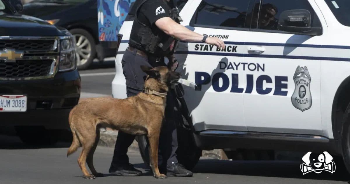 Rocky, Houston Police Dog and National Hero After Surviving Gunfire From a Murder Suspect