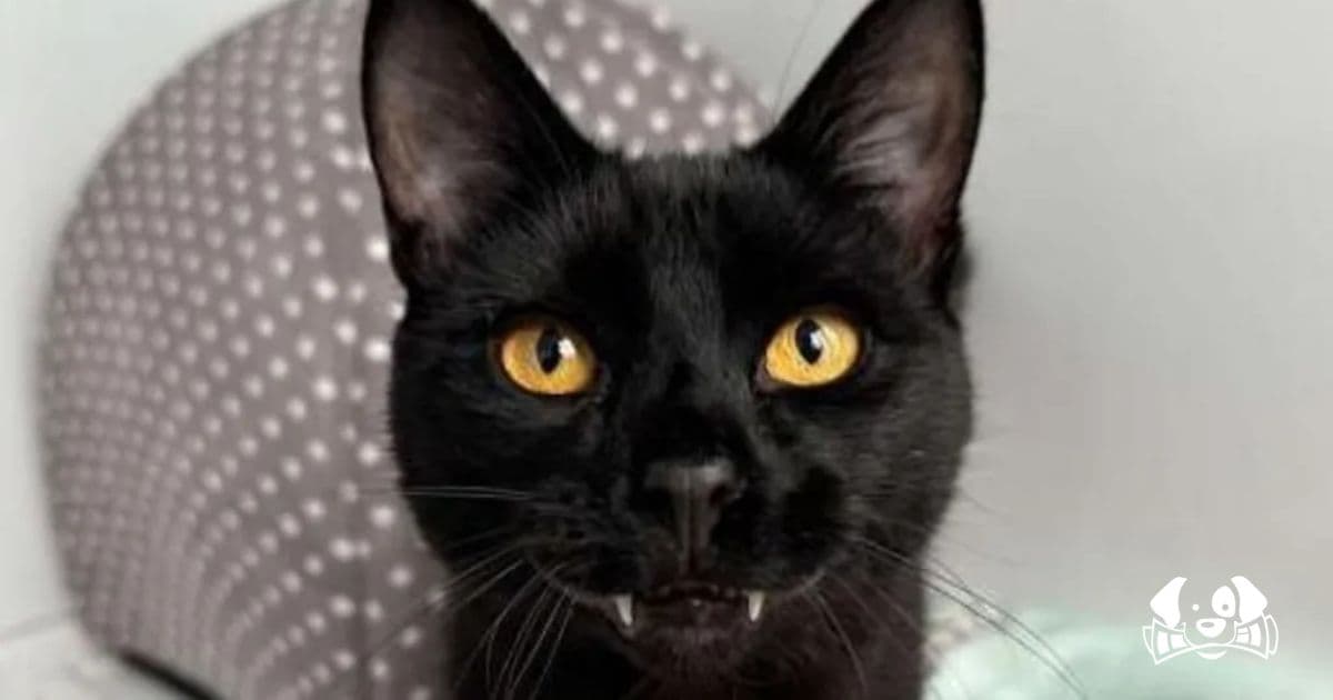 'Vampire' Cat Archie Seeks a Forever Home