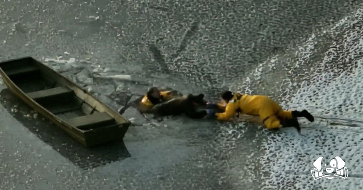 Dramatic Rescue Saves Man and Dog from Icy Lake in Massachusetts