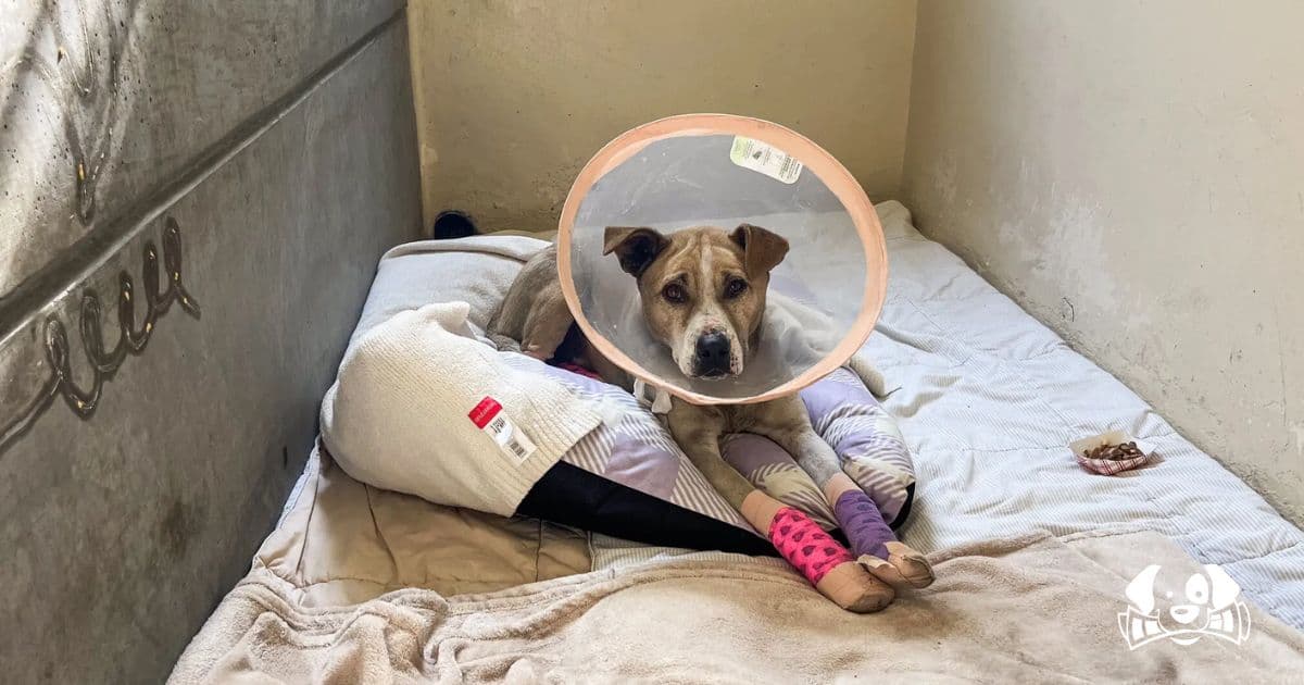 Canelo, a Dog With Scorched Paws, Represents Many Rescued Animals in the Los Angeles Fires
