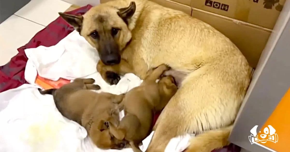 Stray Dog Carries Dying Puppy to Vet in Heartwarming Rescue