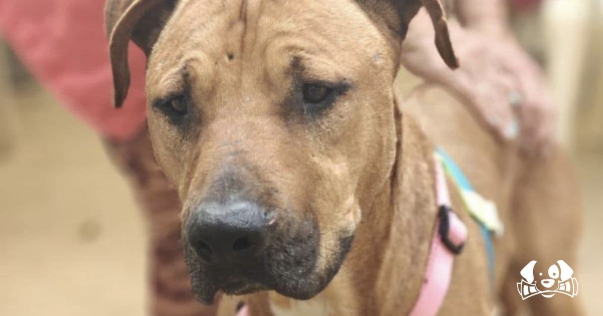 Mango, the Dog Who Survived DANA, Stolen in Barcelona for Dogfighting