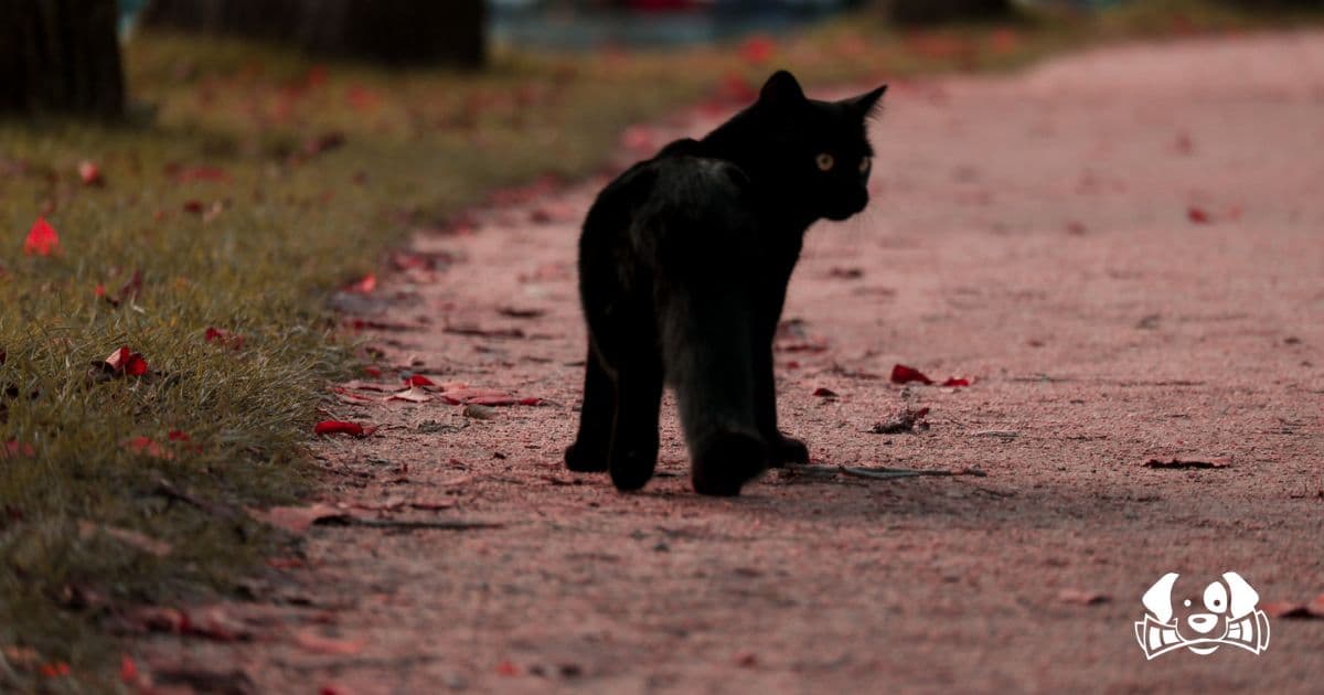 "He Snuggled Against My Neck": Family Reunites with Cat After Eleven Years