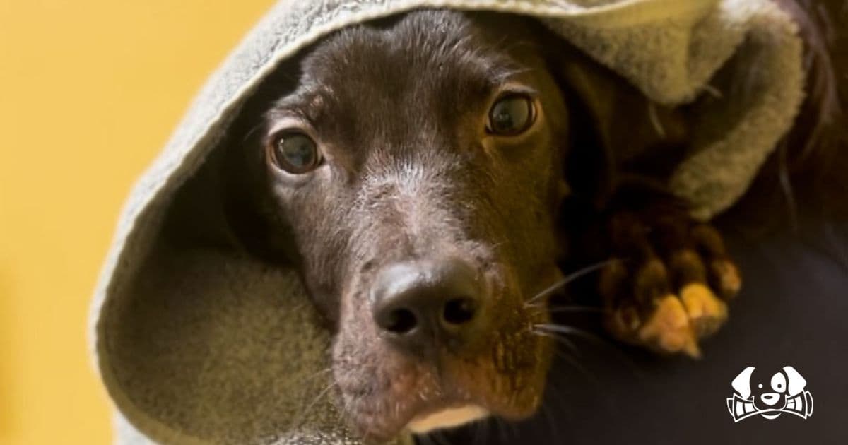 Heartbreaking Story of Dog Recovering at Pequot Lakes Animal Shelter Goes Viral