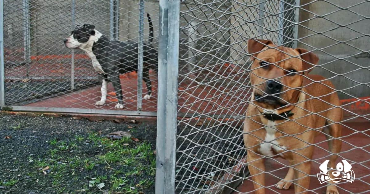 The Tragedy of Municipal Animal Shelters