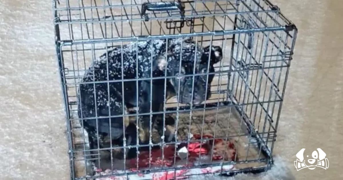 Caged Dog Abandoned in Blizzard Finds Safety and Love at KC Pet Project
