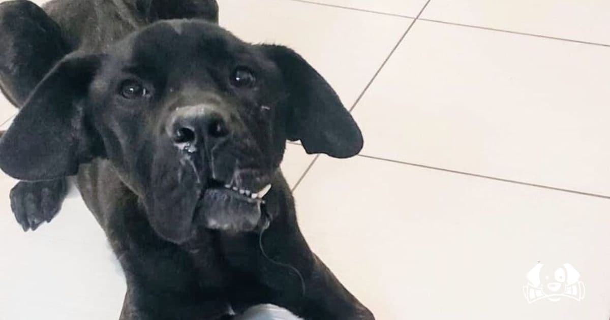 "He’s Fighting to Heal": Tyson’s Harrowing Journey from Abuse to Recovery