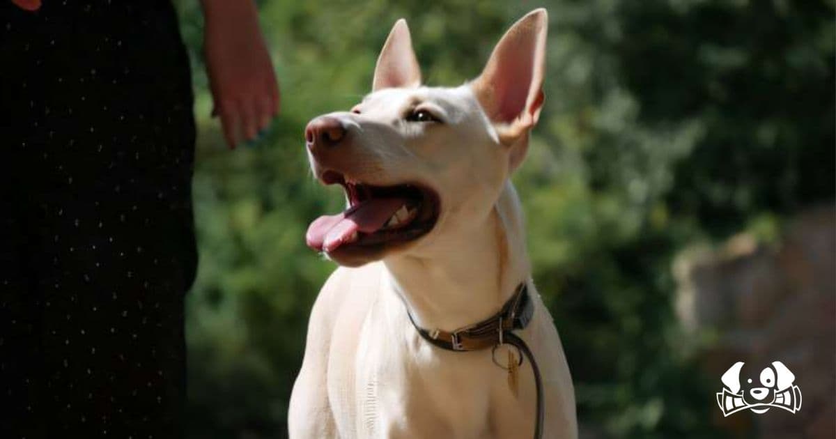 Why You Should (Not) Get a Dog: The Pros and Cons of Dog Ownership