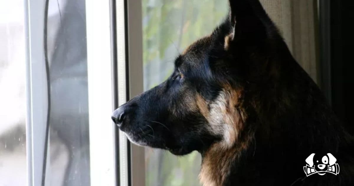 Pet Cam Captures Dog's Heartbreaking Reaction to Being Left Alone