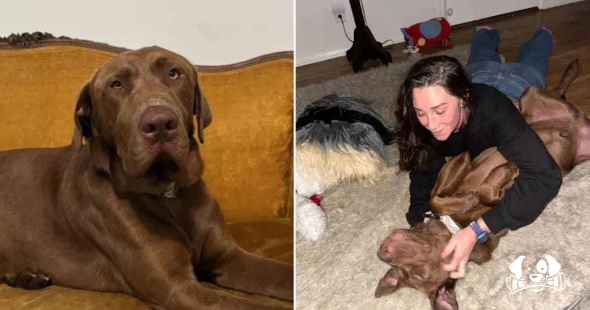 Mourning Woman Fosters a Dog and Finds Healing in an Unexpected Friendship