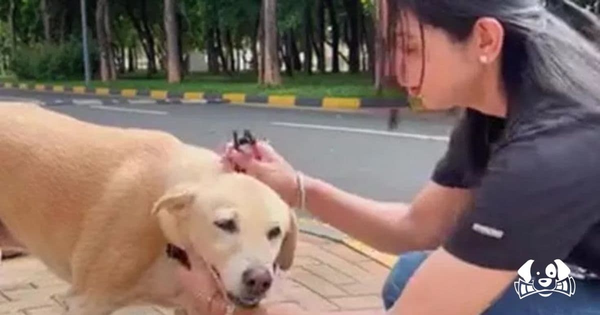 Turning Grief Into Action: How One Woman Is Protecting Stray Animals