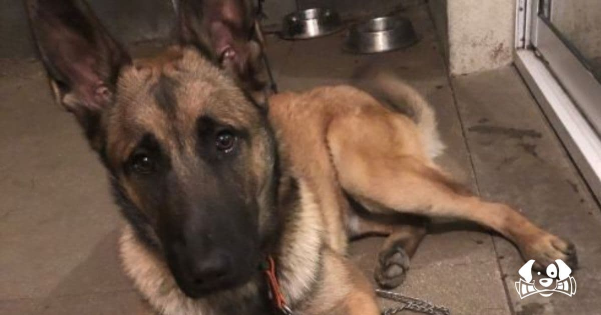 "Dragged Behind a Car": Stark’s Shocking Story of Survival