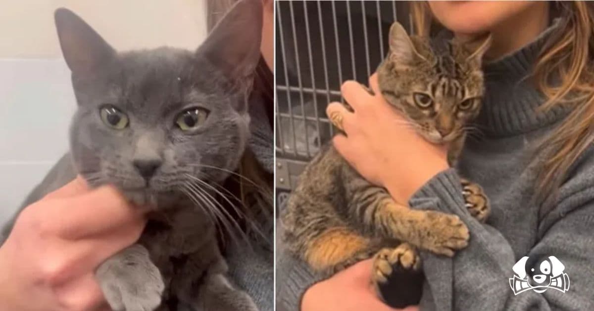 Abandoned Cats Find Hope After Being Left at a Veterinary Clinic