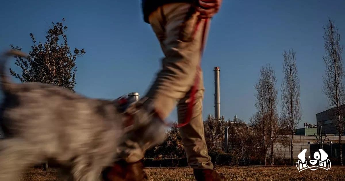 How Often and How Long Should You Walk Your Dog? A Veterinarian Explains