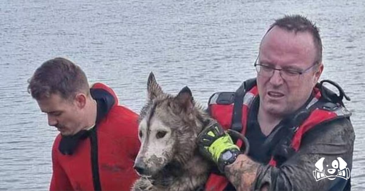Dog Rescued After Falling into the Seine River and Hiding in Normandy Sewers