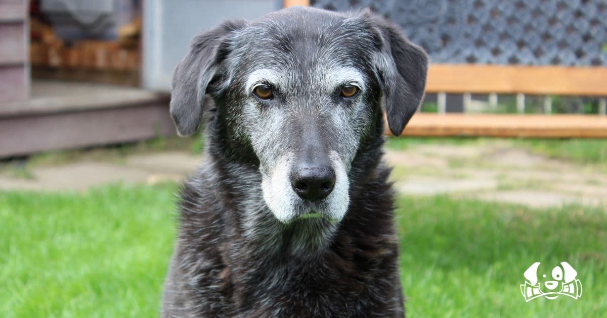 A Pill to Slow Down Dog Aging Could Be Available by 2026