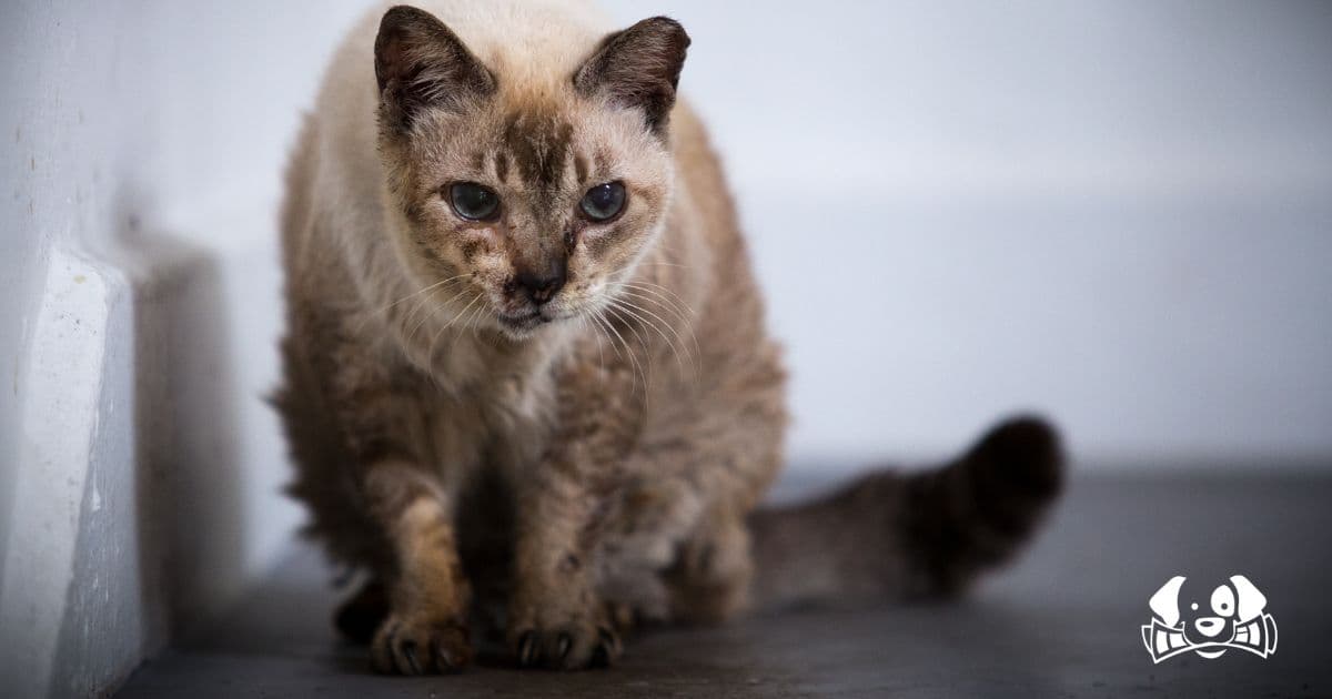 Lost Cat Returns After Fifteen Years to Say Goodbye to His Owner