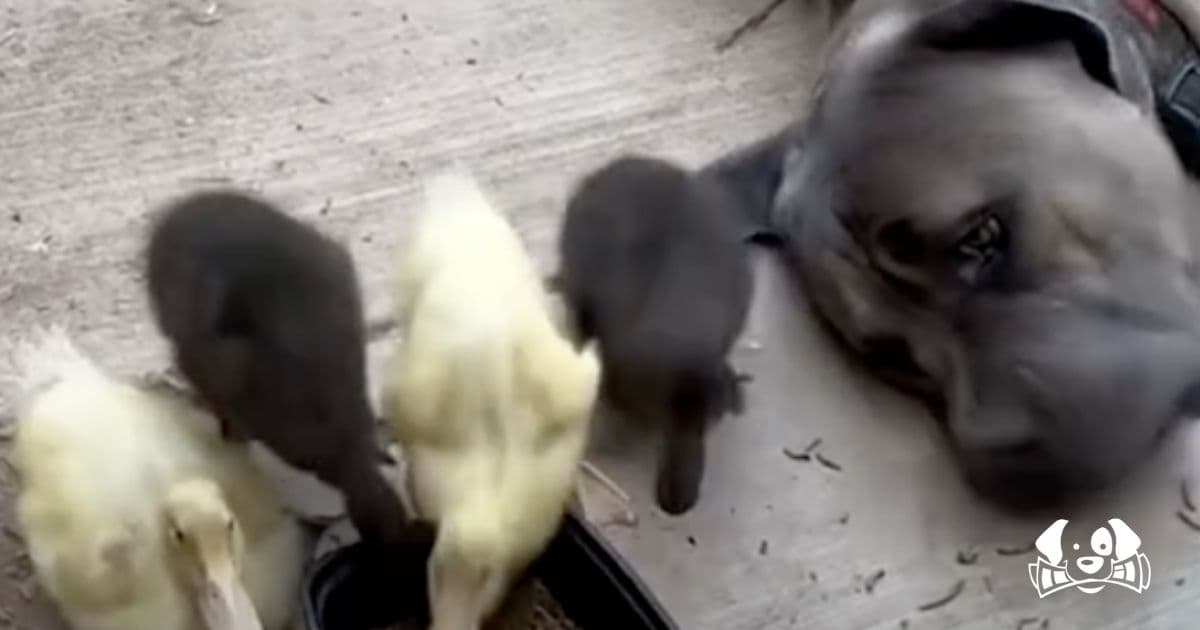 Breaking Stereotypes: 'Aggressive' Dog Becomes Loving Guardian to Ducklings