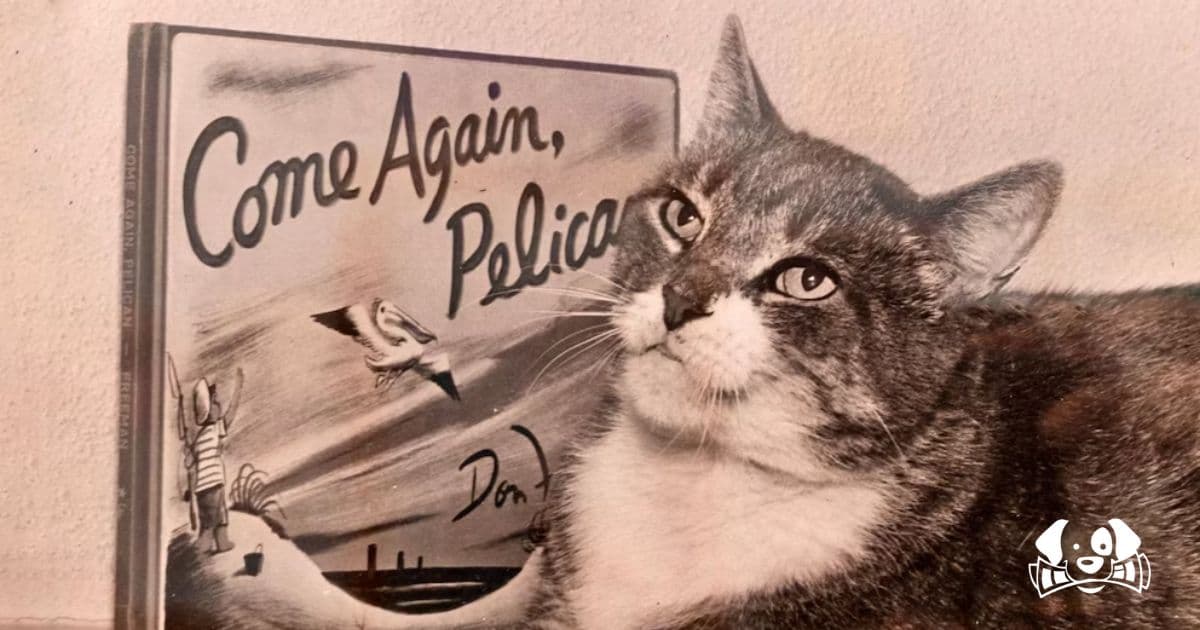 Room 8: The Cat Who Made an LA School His Home and Captured the City’s Heart