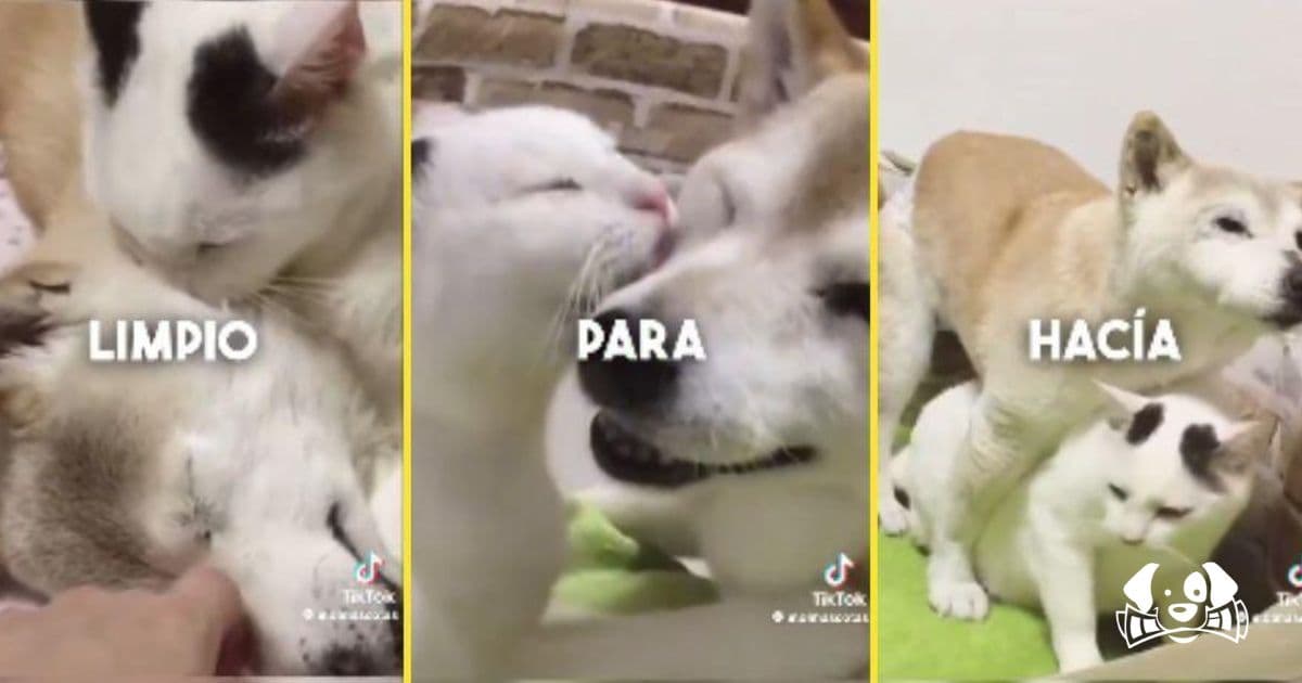 The Cat Who Cared for His Elderly Dog 'Brother' Touches Hearts Worldwide