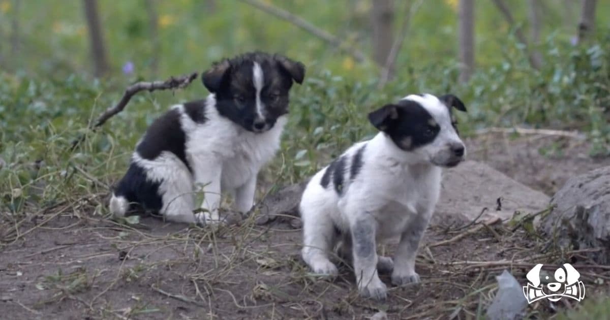 Chernobyl’s Radioactive Dogs: A Genetic Mystery Unlinked to the Nuclear Accident