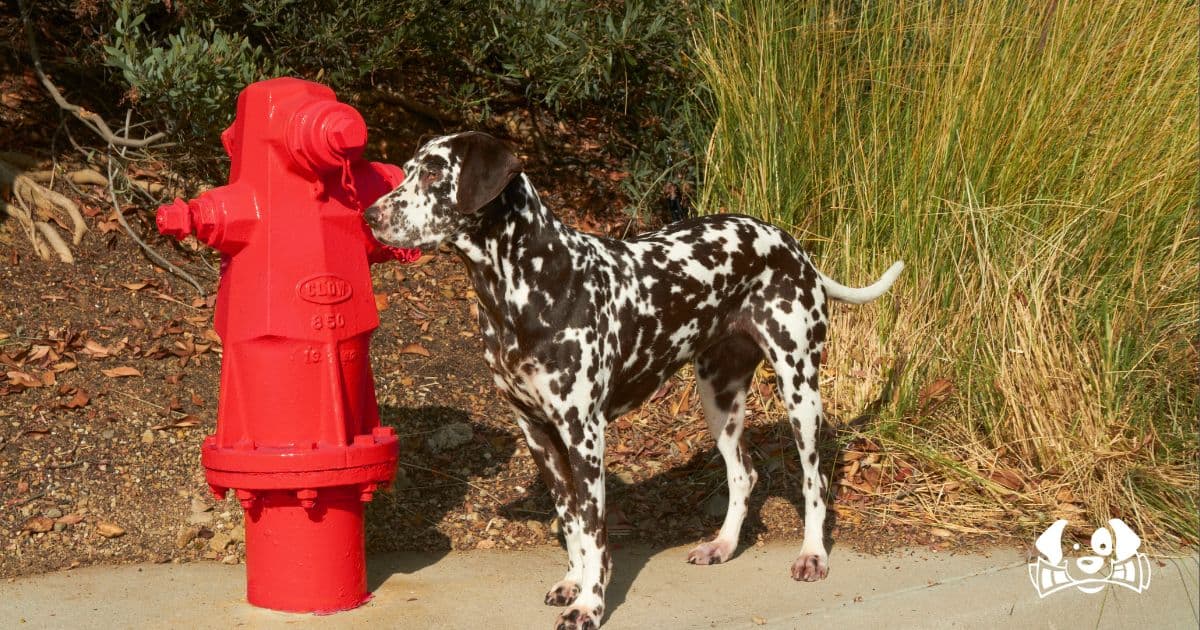 Over 400 Pets Reunited with Owners After Eaton Fire, But More Than 100 Still Await Their Families