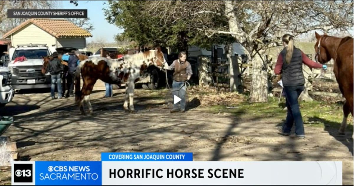 Over 50 Horses Found Dead in San Joaquin County: Volunteers Rally to Save Survivors